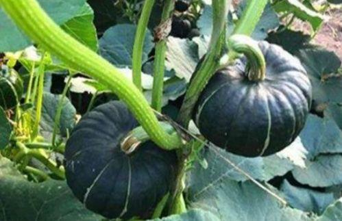 威海吃瓜网红是谁啊,她是如何成为当地热门话题的？”